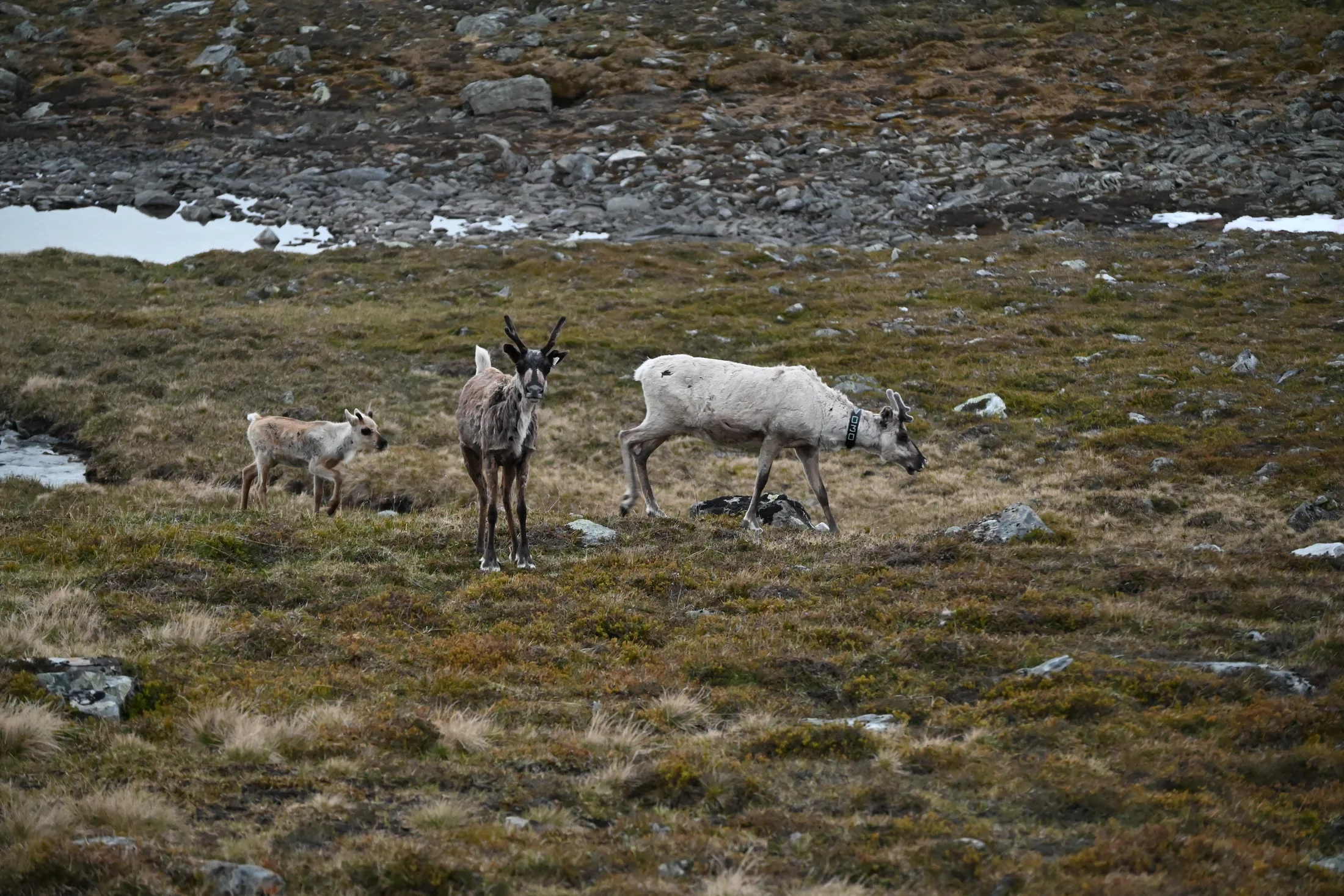 Reindrift gjennom årstidene